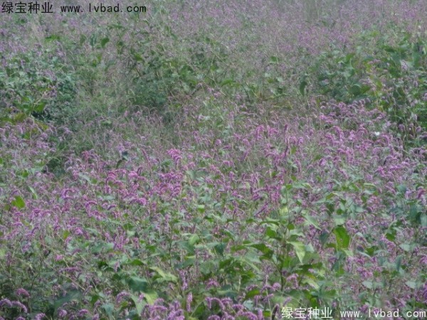 <a href='http://www.njszjj.com/yaocaizhongzi/2324.html' target='_blank'>水紅花</a><a href='http://www.njszjj.com/' target='_blank'>種子</a>