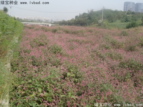 水<a href='http://www.njszjj.com/yaocaizhongzi/2335.html' target='_blank'>紅花種子</a>