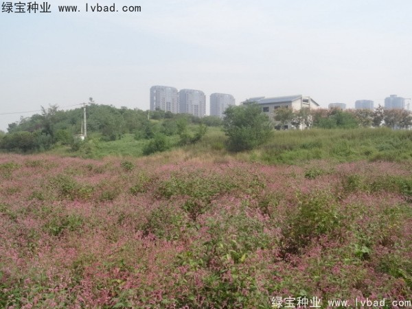 <a href='http://www.njszjj.com/yaocaizhongzi/2324.html' target='_blank'>水紅花種子</a>