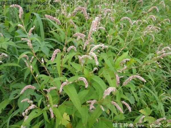 <a href='http://www.njszjj.com/yaocaizhongzi/2324.html' target='_blank'>水紅花種子</a>