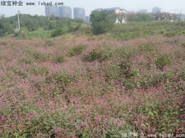 水<a href='http://www.njszjj.com/yaocaizhongzi/2335.html' target='_blank'>紅花</a><a href='http://www.njszjj.com/' target='_blank'>種子</a>