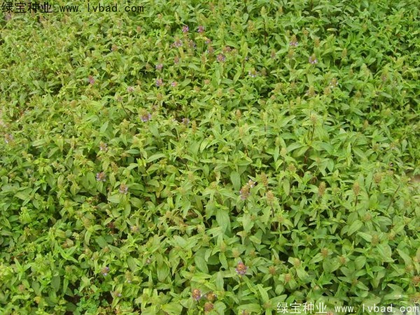 <a href='http://www.njszjj.com/yaocaizhongzi/2325.html' target='_blank'>夏枯球種子</a>