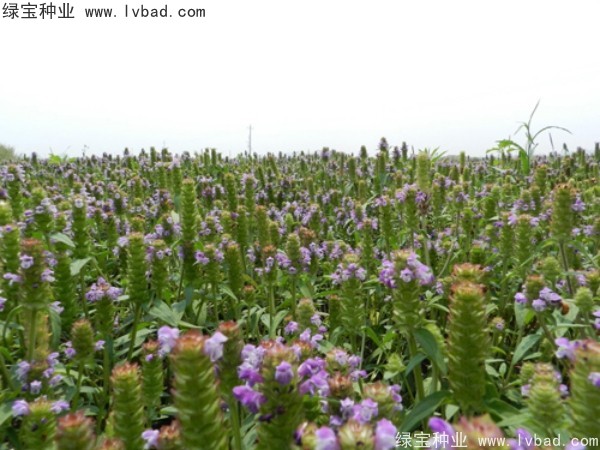 <a href='http://www.njszjj.com/yaocaizhongzi/2325.html' target='_blank'>夏枯球</a><a href='http://www.njszjj.com/' target='_blank'>種子</a>