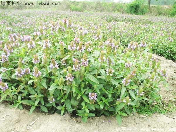 <a href='http://www.njszjj.com/yaocaizhongzi/2325.html' target='_blank'>夏枯球種子</a>