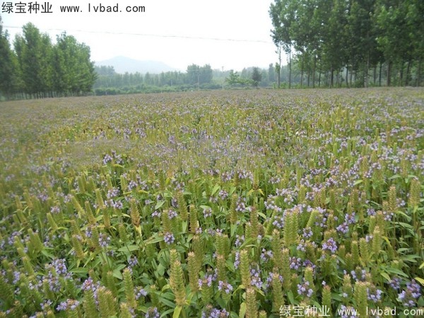 <a href='http://www.njszjj.com/yaocaizhongzi/2325.html' target='_blank'>夏枯球</a><a href='http://www.njszjj.com/' target='_blank'>種子</a>