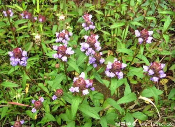 <a href='http://www.njszjj.com/yaocaizhongzi/2325.html' target='_blank'>夏枯球種子</a>