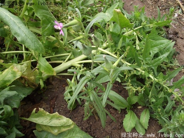 王不留<a href='http://www.njszjj.com/' target='_blank'>種子</a>