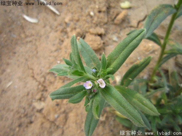 王不留<a href='http://www.njszjj.com/' target='_blank'>種子</a>