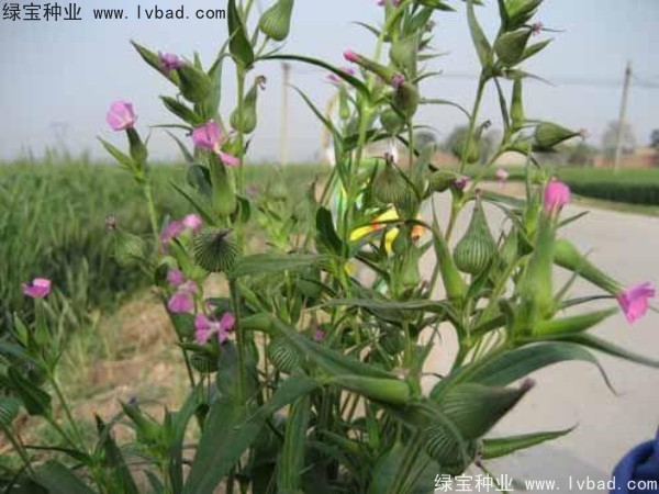 <a href='http://www.njszjj.com/yaocaizhongzi/2326.html' target='_blank'>王不留種子</a>