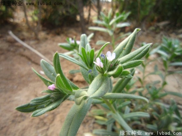 <a href='http://www.njszjj.com/yaocaizhongzi/2326.html' target='_blank'>王不留種子</a>