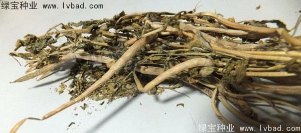 <a href='http://www.njszjj.com/yaocaizhongzi/2327.html' target='_blank'>葫蘆巴種子</a>