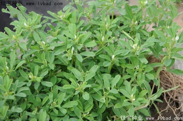 <a href='http://www.njszjj.com/yaocaizhongzi/2327.html' target='_blank'>葫蘆巴種子</a>