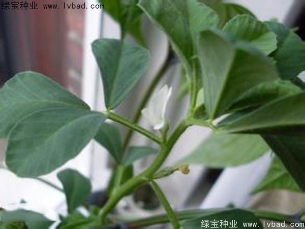 <a href='http://www.njszjj.com/yaocaizhongzi/2327.html' target='_blank'>葫蘆巴</a><a href='http://www.njszjj.com/' target='_blank'>種子</a>