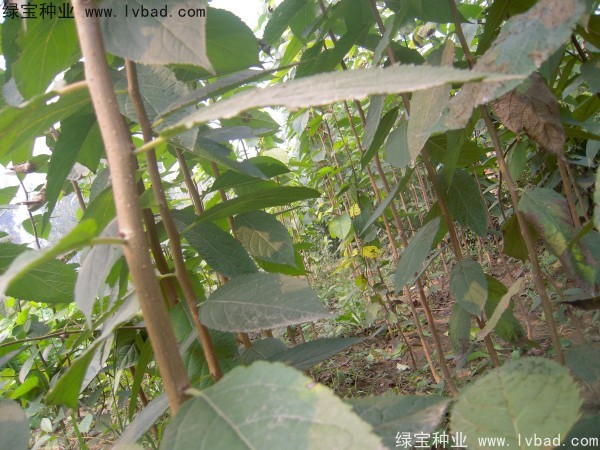 <a href='http://www.njszjj.com/yaocaizhongzi/2329.html' target='_blank'>杜仲種子</a>