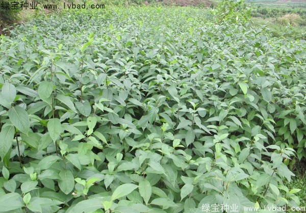 <a href='http://www.njszjj.com/yaocaizhongzi/2329.html' target='_blank'>杜仲種子</a>
