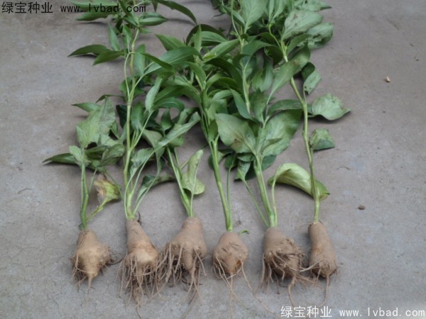 <a href='http://www.njszjj.com/yaocaizhongzi/2330.html' target='_blank'>白術(shù)種子</a>