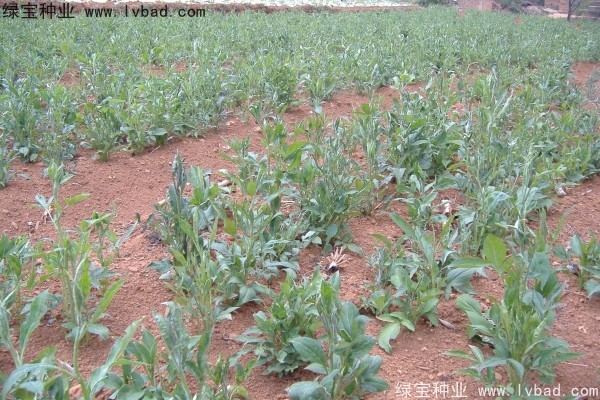 <a href='http://www.njszjj.com/yaocaizhongzi/2330.html' target='_blank'>白術(shù)</a><a href='http://www.njszjj.com/' target='_blank'>種子</a>