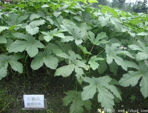 <a href='http://www.njszjj.com/yaocaizhongzi/2331.html' target='_blank'>黃秋葵種子</a>