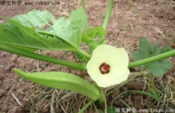 <a href='http://www.njszjj.com/yaocaizhongzi/2331.html' target='_blank'>黃秋葵種子</a>