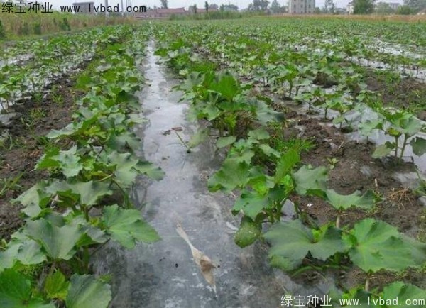 <a href='http://www.njszjj.com/yaocaizhongzi/2331.html' target='_blank'>黃秋葵</a><a href='http://www.njszjj.com/' target='_blank'>種子</a>