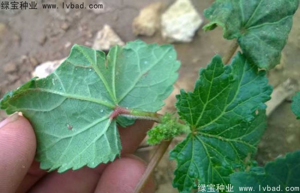黃秋葵<a href='http://www.njszjj.com/' target='_blank'>種子</a>