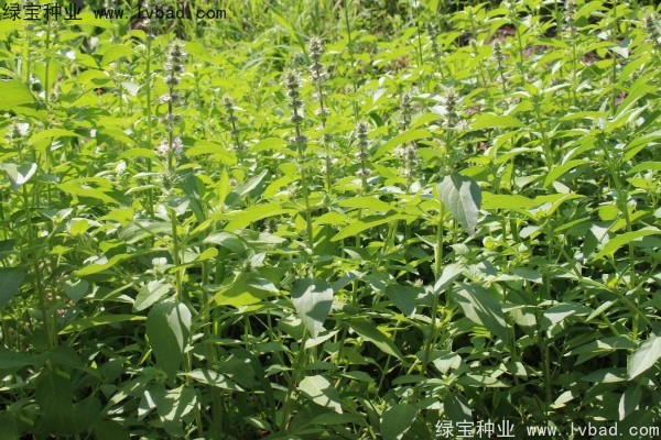 <a href='http://www.njszjj.com/yaocaizhongzi/2333.html' target='_blank'>荊芥種子</a>
