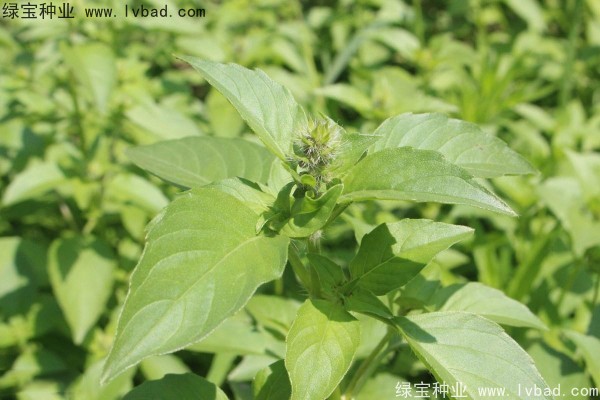 <a href='http://www.njszjj.com/yaocaizhongzi/2333.html' target='_blank'>荊芥種子</a>