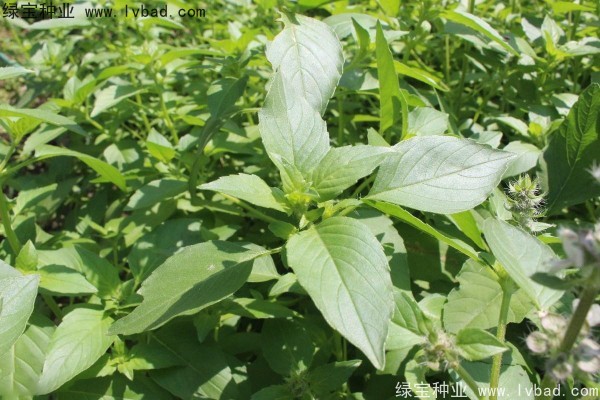 荊芥<a href='http://www.njszjj.com/' target='_blank'>種子</a>
