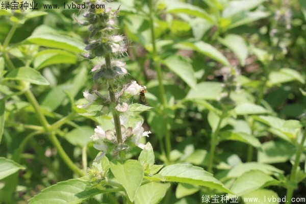 <a href='http://www.njszjj.com/yaocaizhongzi/2333.html' target='_blank'>荊芥種子</a>