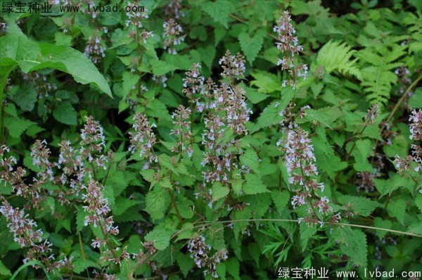 荊芥<a href='http://www.njszjj.com/' target='_blank'>種子</a>