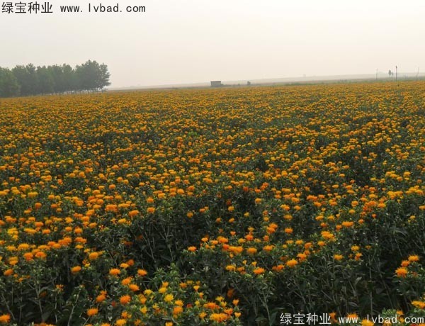 <a href='http://www.njszjj.com/yaocaizhongzi/2335.html' target='_blank'>紅花種子</a>