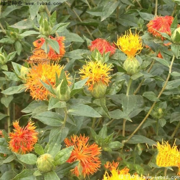<a href='http://www.njszjj.com/yaocaizhongzi/2335.html' target='_blank'>紅花種子</a>