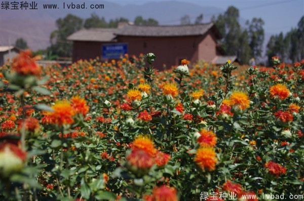 <a href='http://www.njszjj.com/yaocaizhongzi/2335.html' target='_blank'>紅花</a><a href='http://www.njszjj.com/' target='_blank'>種子</a>