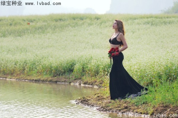 <a href='http://www.njszjj.com/yaocaizhongzi/2336.html' target='_blank'>甜蕎麥種子</a>