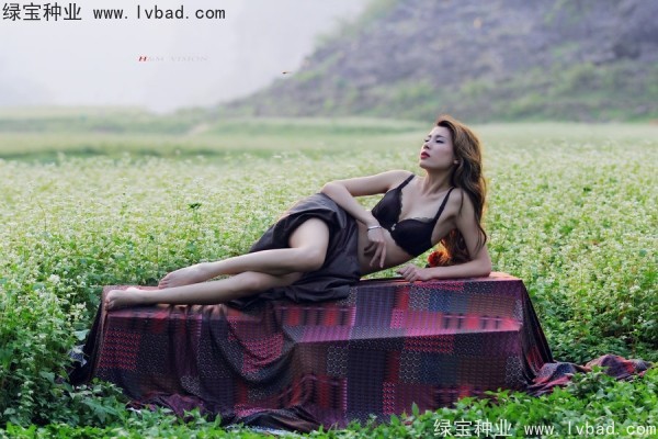 甜<a href='http://www.njszjj.com/yaocaizhongzi/2311.html' target='_blank'>蕎麥種子</a>