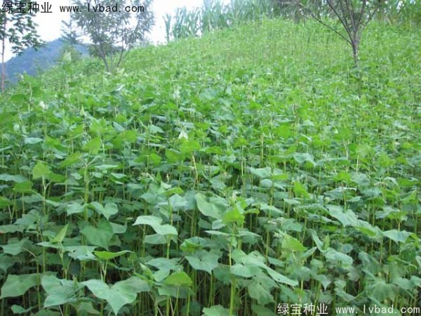 甜<a href='http://www.njszjj.com/yaocaizhongzi/2311.html' target='_blank'>蕎麥種子</a>