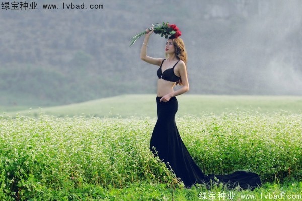 <a href='http://www.njszjj.com/yaocaizhongzi/2336.html' target='_blank'>甜蕎麥種子</a>