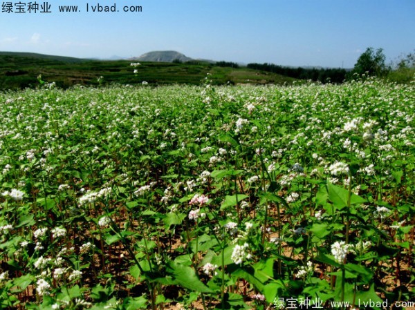 苦<a href='http://www.njszjj.com/yaocaizhongzi/2311.html' target='_blank'>蕎麥種子</a>