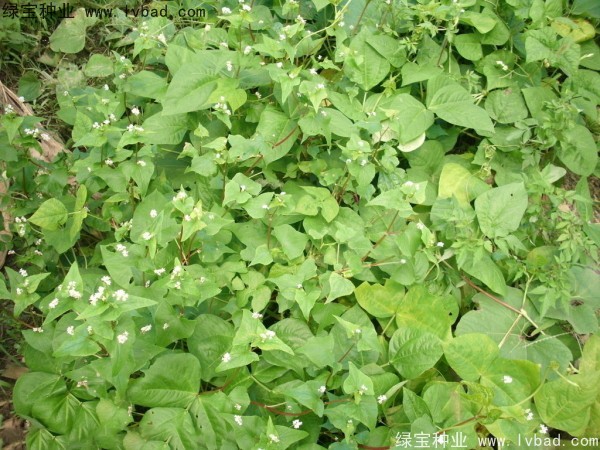 <a href='http://www.njszjj.com/yaocaizhongzi/2337.html' target='_blank'>苦蕎麥種子</a>