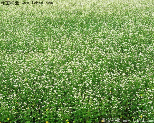<a href='http://www.njszjj.com/yaocaizhongzi/2337.html' target='_blank'>苦蕎麥</a><a href='http://www.njszjj.com/' target='_blank'>種子</a>