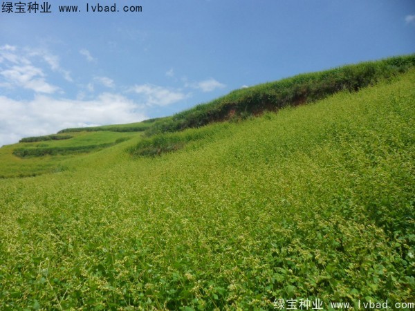 苦<a href='http://www.njszjj.com/yaocaizhongzi/2311.html' target='_blank'>蕎麥種子</a>
