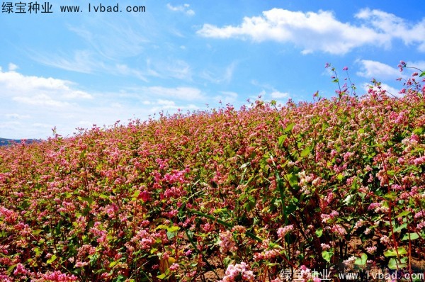 <a href='http://www.njszjj.com/yaocaizhongzi/2337.html' target='_blank'>苦蕎麥種子</a>