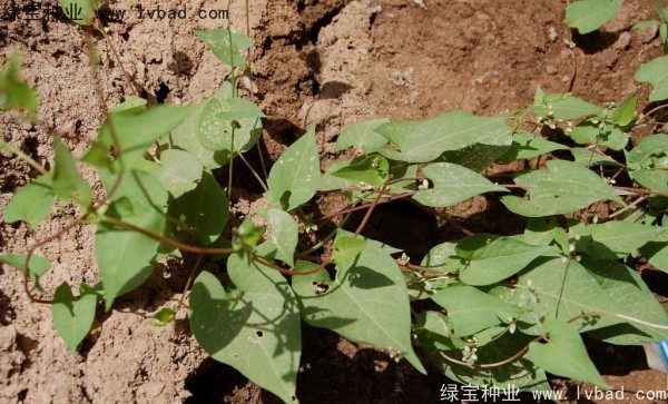 <a href='http://www.njszjj.com/yaocaizhongzi/2337.html' target='_blank'>苦蕎麥</a><a href='http://www.njszjj.com/' target='_blank'>種子</a>