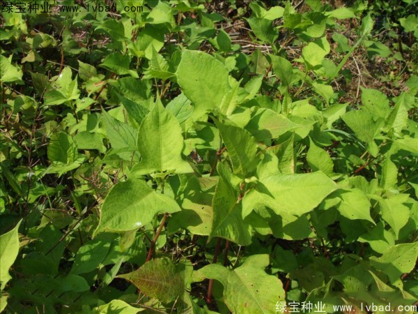 苦<a href='http://www.njszjj.com/yaocaizhongzi/2311.html' target='_blank'>蕎麥</a>種子