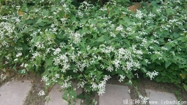 <a href='http://www.njszjj.com/yaocaizhongzi/2337.html' target='_blank'>苦蕎麥種子</a>