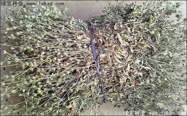 <a href='http://www.njszjj.com/yaocaizhongzi/2338.html' target='_blank'>白花蛇草種子</a>