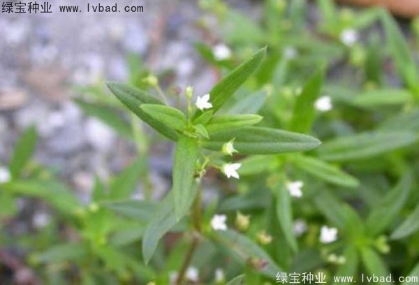 白花蛇草<a href='http://www.njszjj.com/' target='_blank'>種子</a>