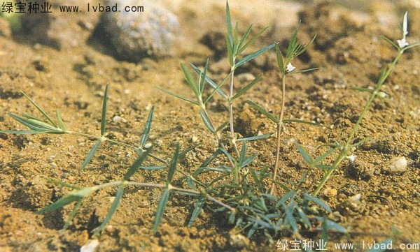 白花蛇草<a href='http://www.njszjj.com/' target='_blank'>種子</a>