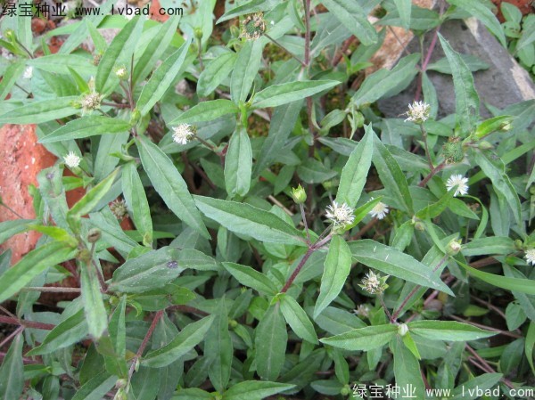 <a href='http://www.njszjj.com/yaocaizhongzi/2338.html' target='_blank'>白花蛇草種子</a>