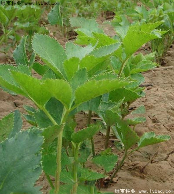 <a href='http://www.njszjj.com/yaocaizhongzi/2339.html' target='_blank'>白芷種子</a>